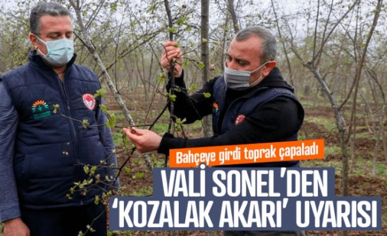 Vali Sonel'den 'kozalak akarı' uyarısı