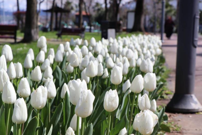 ORDU, RENGARENK ÇİÇEKLERLE SÜSLENİYOR