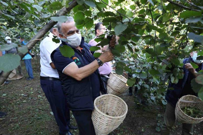 Fındık hasadı başladı