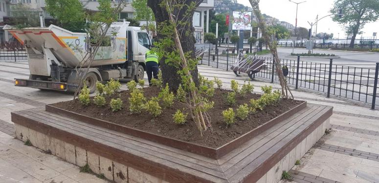 Tarihi ağaç koruma altına alındı!