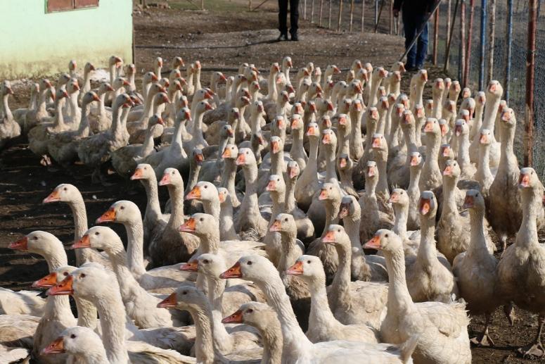 PROJE MEYVELERİNİ VERMEYE BAŞLADI