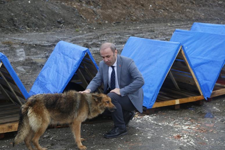 Büyükşehirden sokak hayvanlarına kulübe