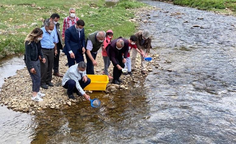 ORDU’NUN DERELERİNE 80 BİN ALABALIK BIRAKILDI