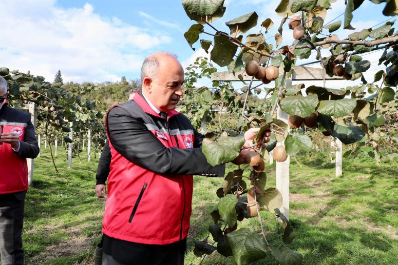 Vali Erol, Kivi Hasadına Katıldı