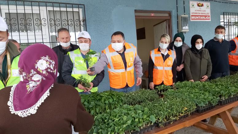 ALTINORDU BELEDİYESİ'NDEN ÜRETİCİYE VE TARIMSAL ÜRETİME 52.000 ÜCRETSİZ FİDE İLE DESTEK