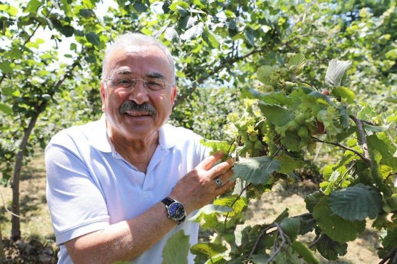 BÜYÜKŞEHİRDEN FINDIK SEZONUNU RAHATLATAN ÇALIŞMA