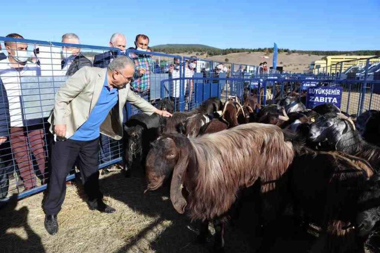 HALEP KEÇİLERİ YÜZ GÜLDÜRÜYOR