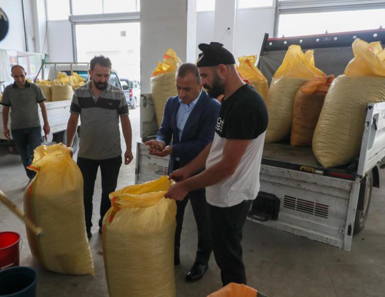 TMO Fındık Alımına Başladı