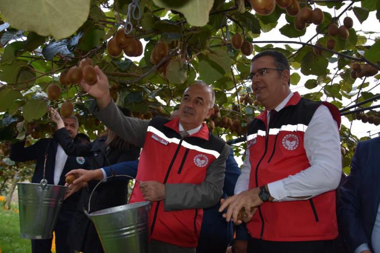 Ordu’da Kivi Hasatı Başladı