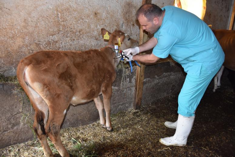 ORDU’DA 126 BİN BÜYÜKBAŞ HAYVAN AŞILANDI