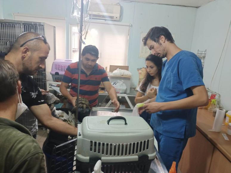 BÜYÜKŞEHİR, MANAVGAT YANGININDAN KURTARILAN KAPLUMBAĞA’NIN YARDIMINA KOŞTU