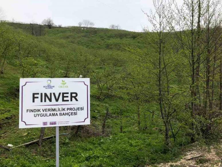 FINDIK VERİMLİLİĞİ PROJESİ TAM GAZ DEVAM EDİYOR