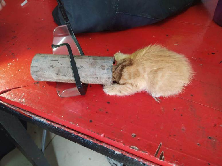 ORDU İTFAİYESİ YAVRU KEDİ İÇİN SEFERBER OLDU
