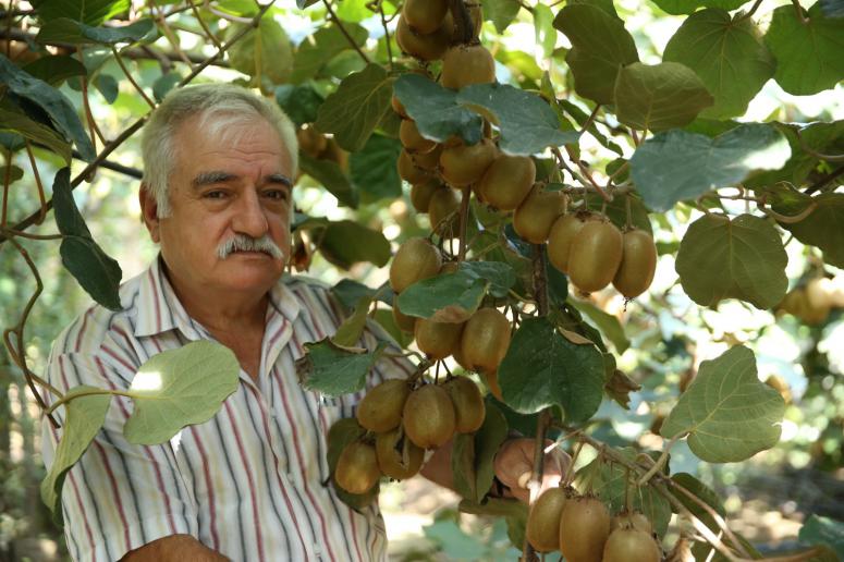 ORDU KİVİSİ KALİTESİYLE TERCİH EDİLİR HALE GELDİ
