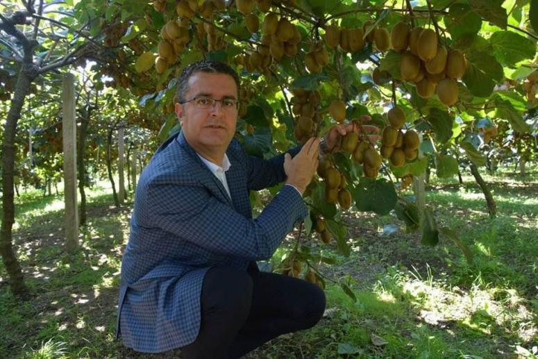 ORDU'DA KİVİ ÜRETİMİ ARTIYOR