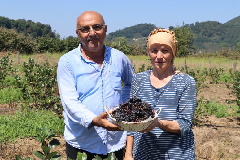 ORDU’DA ARONYA ÜRETİMİ YAYGINLAŞIYOR